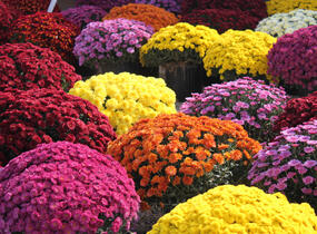 Listopadka - Dendranthema indicum