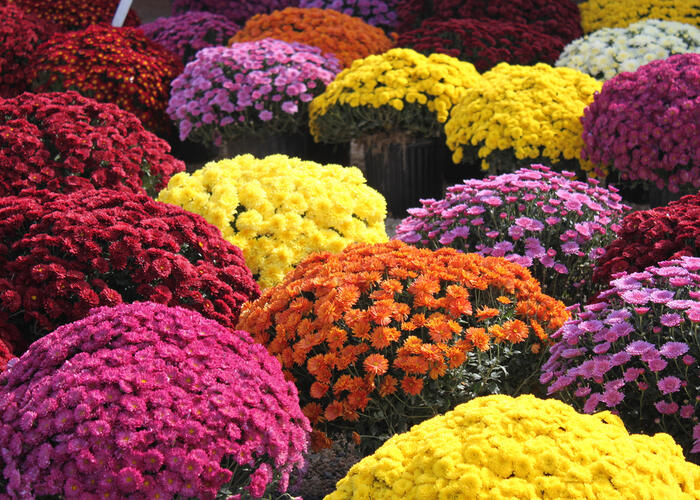 Listopadka - Chrysanthemum hortorum