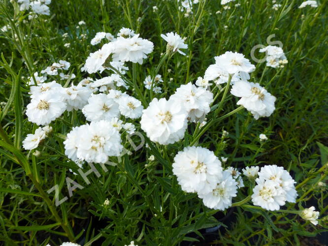 Řebříček bertrám 'The Pearl' - Achillea ptarmica 'The Pearl'