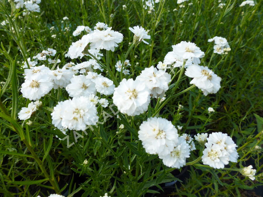 Řebříček bertrám 'The Pearl' - Achillea ptarmica 'The Pearl'