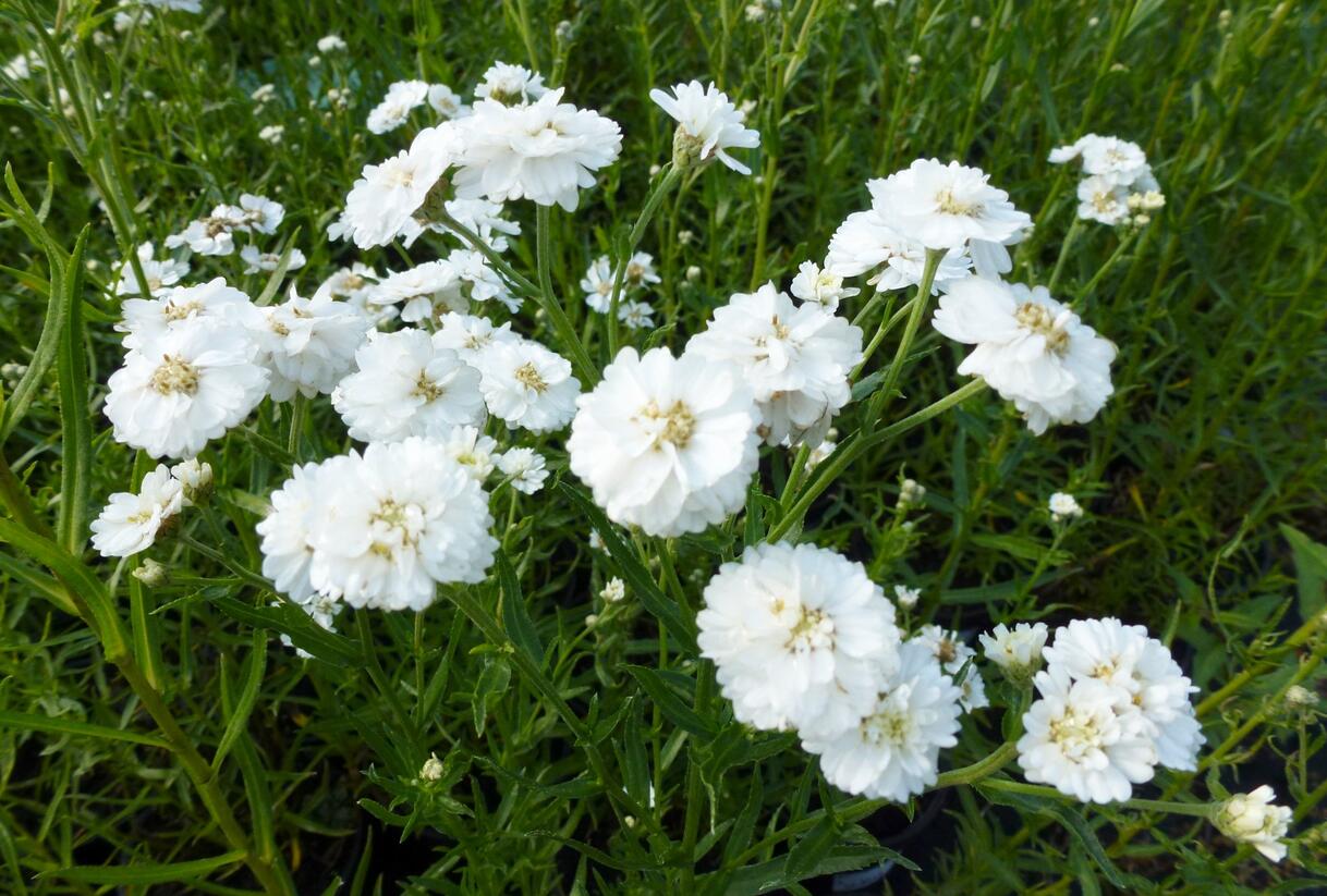 Řebříček bertrám 'The Pearl' - Achillea ptarmica 'The Pearl'