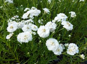 Řebříček bertrám 'The Pearl' - Achillea ptarmica 'The Pearl'