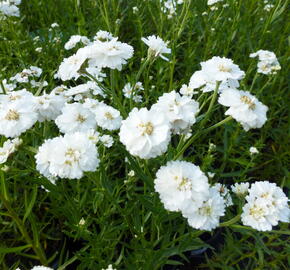 Řebříček bertrám 'The Pearl' - Achillea ptarmica 'The Pearl'