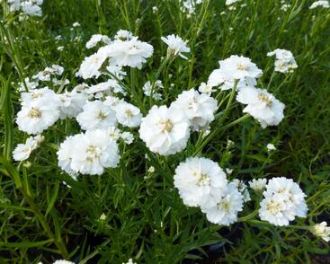 Řebříček bertrám 'The Pearl'