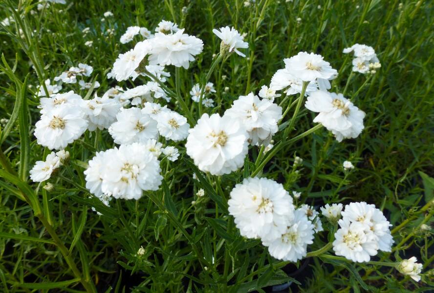 Řebříček bertrám 'The Pearl' - Achillea ptarmica 'The Pearl'