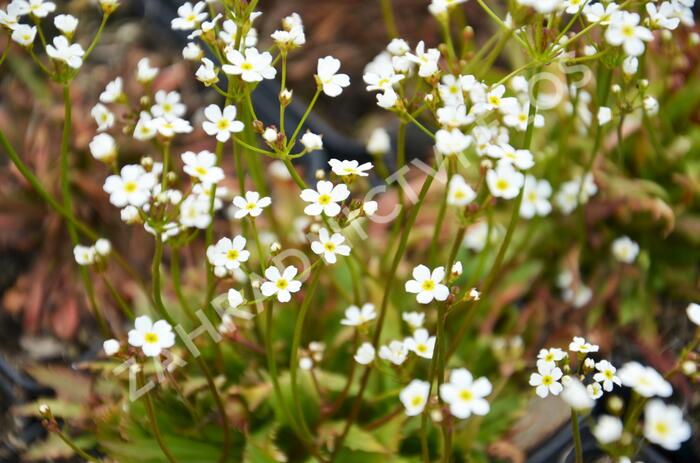 Pochybek severní 'Stardust' - Androsace speciosa 'Stardust'