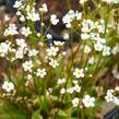 Pochybek severní 'Stardust' - Androsace speciosa 'Stardust'