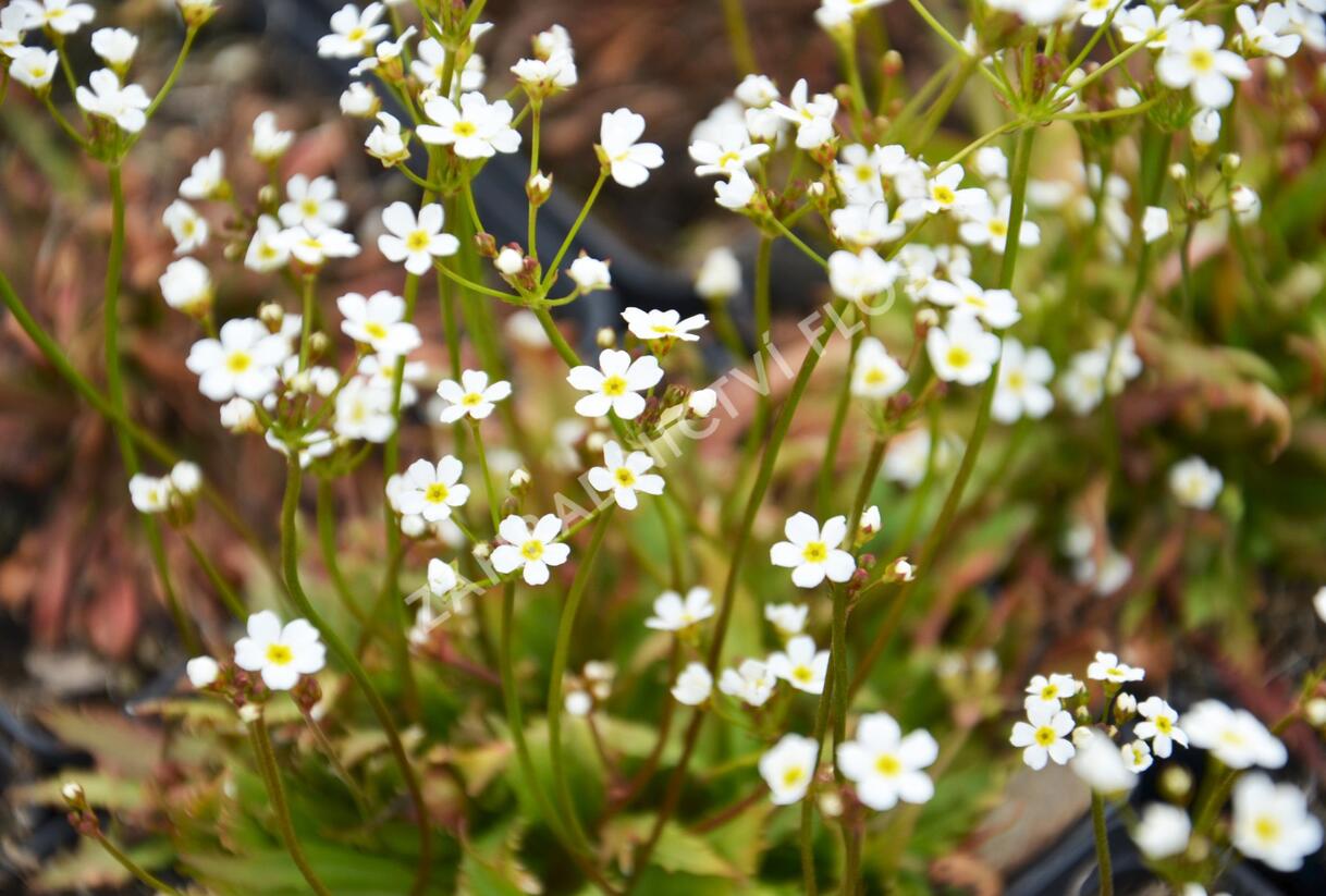 Pochybek 'Stardust' - Androsace 'Stardust'