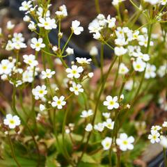 Pochybek severní 'Stardust' - Androsace speciosa 'Stardust'