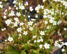 Pochybek 'Stardust'