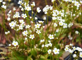 Pochybek 'Stardust' - Androsace 'Stardust'