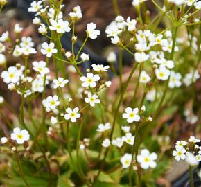 Pochybek 'Stardust' - Androsace 'Stardust'