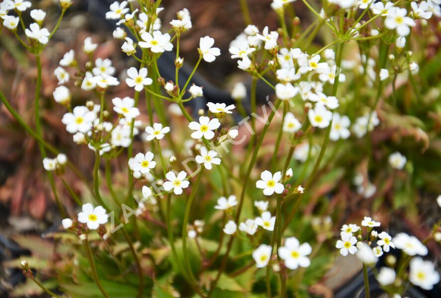 Pochybek 'Stardust' - Androsace 'Stardust'