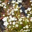 Pochybek severní 'Stardust' - Androsace speciosa 'Stardust'