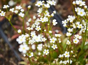 Pochybek 'Stardust' - Androsace 'Stardust'
