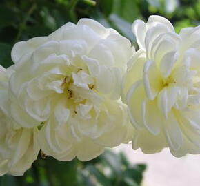 Růže pnoucí 'Aglaia' - Rosa PN 'Aglaia'