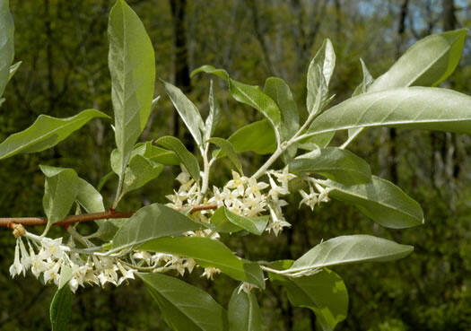 Hlošina okoličnatá - Elaeagnus umbellata