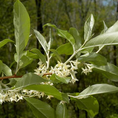 Hlošina okoličnatá - Elaeagnus umbellata
