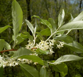 Hlošina okoličnatá - Elaeagnus umbellata