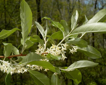 Hlošina okoličnatá