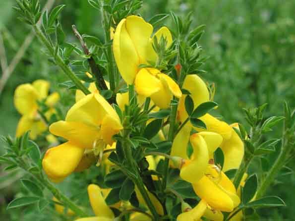 Janovec metlatý - Cytisus scoparius