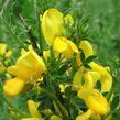 Janovec metlatý - Cytisus scoparius