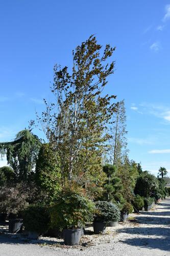 Buk lesní 'Purpurea Major' - Fagus sylvatica 'Purpurea Major'