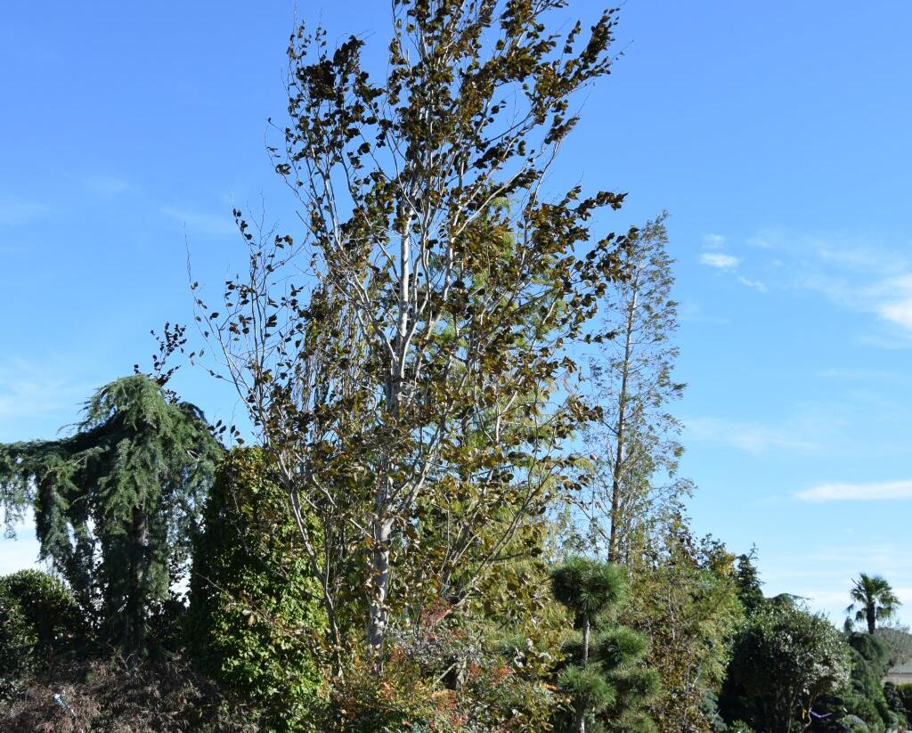 Buk lesní 'Purpurea Major' - Fagus sylvatica 'Purpurea Major'