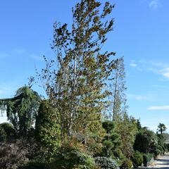 Buk lesní 'Purpurea Major' - Fagus sylvatica 'Purpurea Major'