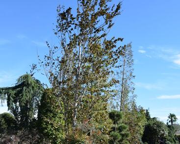 Buk lesní 'Purpurea Major'