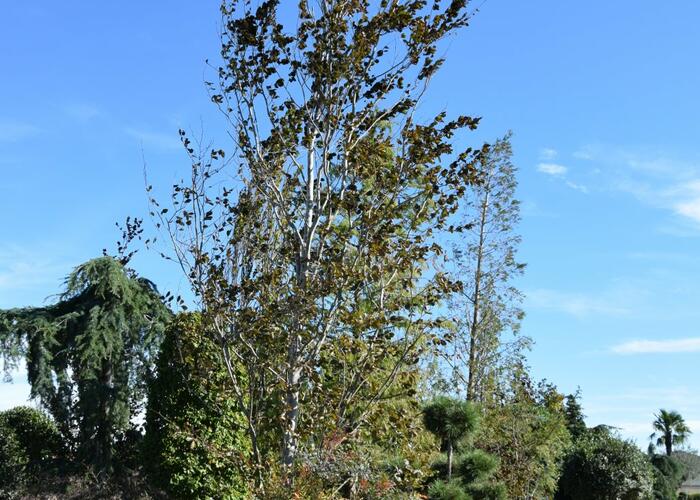 Buk lesní 'Purpurea Major' - Fagus sylvatica 'Purpurea Major'