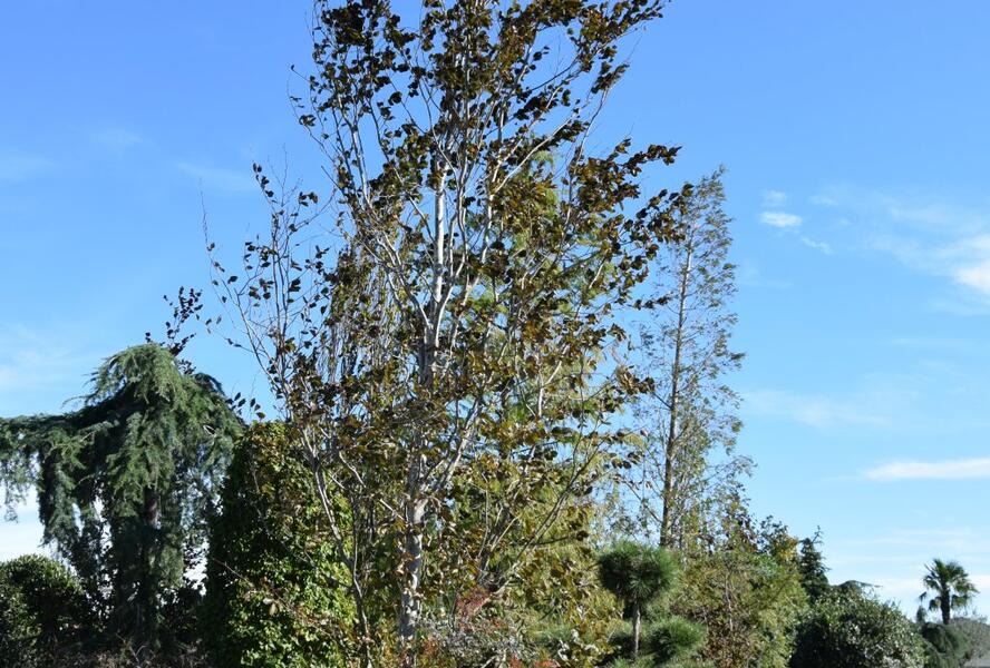 Buk lesní 'Purpurea Major' - Fagus sylvatica 'Purpurea Major'