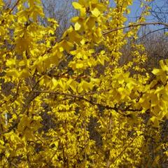 Zlatice prostřední, zlatý déšť 'Courtalyn' - Forsythia intermedia 'Courtalyn'