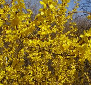 Zlatice prostřední 'Courtalyn' - Forsythia intermedia 'Courtalyn'