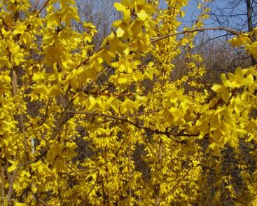 Zlatice prostřední, zlatý déšť 'Courtalyn'