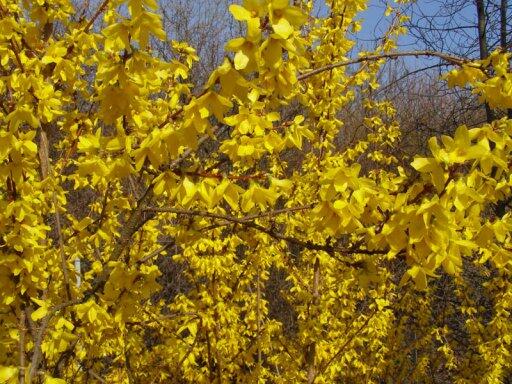 Zlatice prostřední, zlatý déšť 'Courtalyn' - Forsythia intermedia 'Courtalyn'