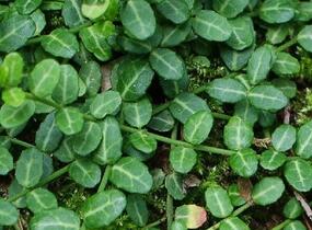 Brslen Fortuneův 'Tustin' - Euonymus fortunei 'Tustin'