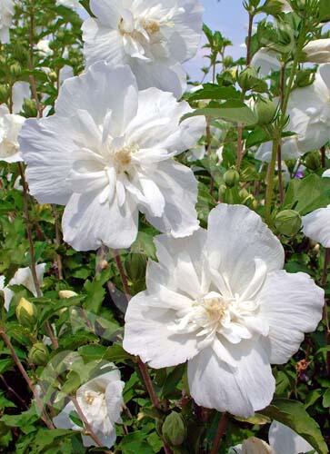 Ibišek syrský 'White Chiffon' - Hibiscus syriacus 'White Chiffon'