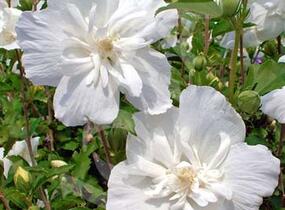 Ibišek syrský 'Chiffon White' - Hibiscus syriacus 'Chiffon White'
