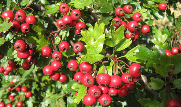 Hloh obecný - Crataegus oxyacantha