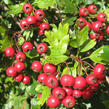 Hloh obecný - Crataegus oxyacantha
