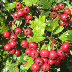Hloh obecný - Crataegus oxyacantha