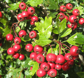 Hloh obecný - Crataegus oxyacantha