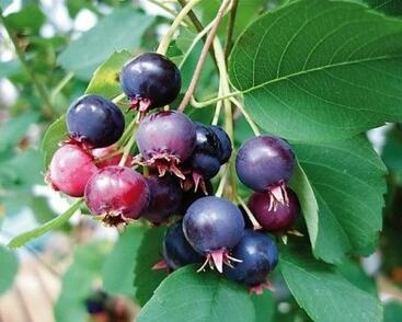 Muchovník velkokvětý 'Prince William'