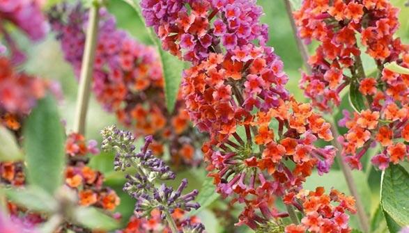 Motýlí keř, Komule 'Flower Power' - Buddleja weyeriana 'Flower Power'