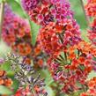 Motýlí keř, Komule 'Flower Power' - Buddleja weyeriana 'Flower Power'