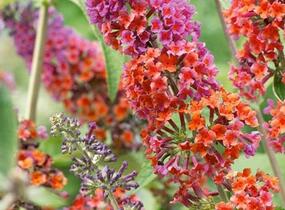 Motýlí keř, Komule Weyerova 'Flower Power' - Buddleja weyeriana 'Flower Power'