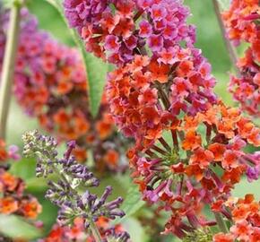 Motýlí keř, komule 'Flower Power' - Buddleia weyeriana 'Flower Power'