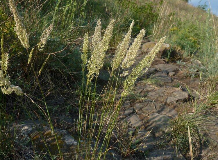 Smělek štíhlý - Koeleria macrantha