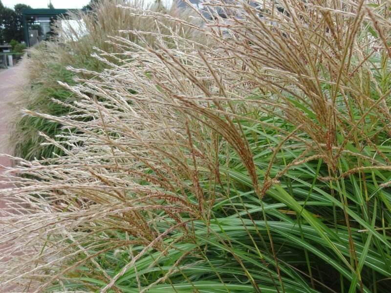 Ozdobnice čínská 'Yaka Dance' - Miscanthus sinensis 'Yaka Dance'